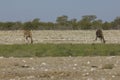 Drinking giraffe, Namibia Royalty Free Stock Photo