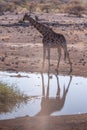 A drinking Giraffe near a waterhole in Etosha Royalty Free Stock Photo