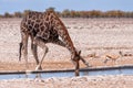 Drinking giraffe with a springbok and a jackal in Etosha park, Namibia