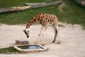 Drinking Giraffe in a Zoo Royalty Free Stock Photo