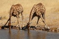 Drinking giraffes Royalty Free Stock Photo