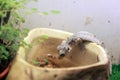 Drinking gray newt