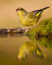 Drinking greenfinch