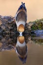 Drinking hawfinch Royalty Free Stock Photo