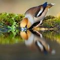 Drinking hawfinch Royalty Free Stock Photo