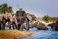 Elephants from Caprivi Strip - Bwabwata, Kwando, Mudumu National park - Namibia Royalty Free Stock Photo