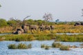 Elephants from Caprivi Strip - Bwabwata, Kwando, Mudumu National park - Namibia Royalty Free Stock Photo