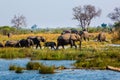 Elephants from Caprivi Strip - Bwabwata, Kwando, Mudumu National park - Namibia Royalty Free Stock Photo