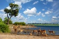 Drinking herd of impala in Chobe, Botswana Royalty Free Stock Photo