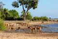 Drinking herd of impala in Chobe, Botswana Royalty Free Stock Photo