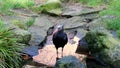 Drinking Hermit Ibis or Northern Bald Ibis