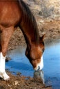 Drinking Horse Royalty Free Stock Photo