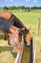 Drinking horses Royalty Free Stock Photo