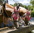 Drinking horses Royalty Free Stock Photo