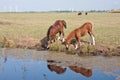 Drinking horses in the dutch pastures Royalty Free Stock Photo