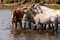 Drinking horses are standing in the river Royalty Free Stock Photo