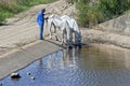 Drinking horses in water basin, Andalusia, Spain Royalty Free Stock Photo