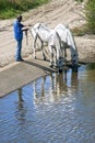 Drinking horses in water basin, Andalusia, Spain Royalty Free Stock Photo