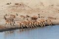 Drinking impala herd Royalty Free Stock Photo