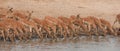 Drinking impalas standing at a waterhole.