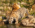Drinking kitten of ussurian tiger and its mother