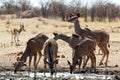 Drinking Kudu antelope Royalty Free Stock Photo