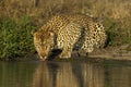 Leopard drinking from a pond