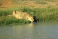 Drinking lioness Royalty Free Stock Photo