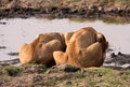 Drinking lioness Royalty Free Stock Photo