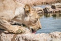 Drinking Lioness in Kgalagadi. Royalty Free Stock Photo