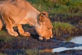 Drinking lioness at at a waterhole. Royalty Free Stock Photo