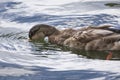Drinking mallard duck in shimmering water. Royalty Free Stock Photo