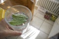 Drinking mint and water refreshing beverage in a glass Royalty Free Stock Photo