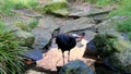 Drinking Northern Bald Ibis or Hermit Ibis