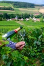 Drinking of sparkling white wine with bubbles champagne on green vineyards village Urville in Cote des Bar, Champagne, France