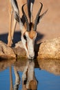 Drinking springbok antelope Royalty Free Stock Photo