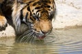 Drinking Tiger Royalty Free Stock Photo