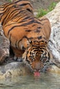 Drinking Tiger Royalty Free Stock Photo