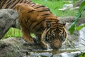 Drinking tiger Royalty Free Stock Photo