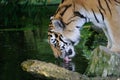 Drinking tiger Royalty Free Stock Photo