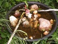 Drinking trough for birds and insects with stones and woods Royalty Free Stock Photo