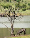 Drinking water-buck Royalty Free Stock Photo