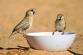 Drinking weavers Royalty Free Stock Photo