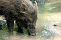 Drinking wild boar Royalty Free Stock Photo