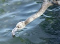 Drinking young flamingo Royalty Free Stock Photo