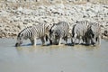 Drinking zebras in the Etosha National Park, Namibia Royalty Free Stock Photo