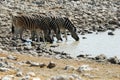 Drinking zebras in the Etosha National Park, Namibia Royalty Free Stock Photo