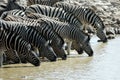 Drinking zebras in the Etosha National Park, Namibia Royalty Free Stock Photo