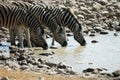 Drinking zebras in the Etosha National Park, Namibia Royalty Free Stock Photo