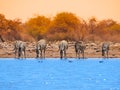 Drinking zebras at waterhole Royalty Free Stock Photo